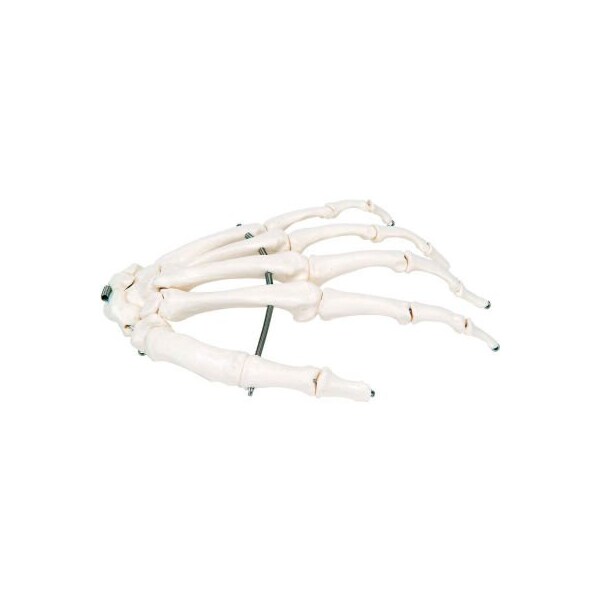 3B Anatomical Model - Loose Bones, Hand Skeleton, Left